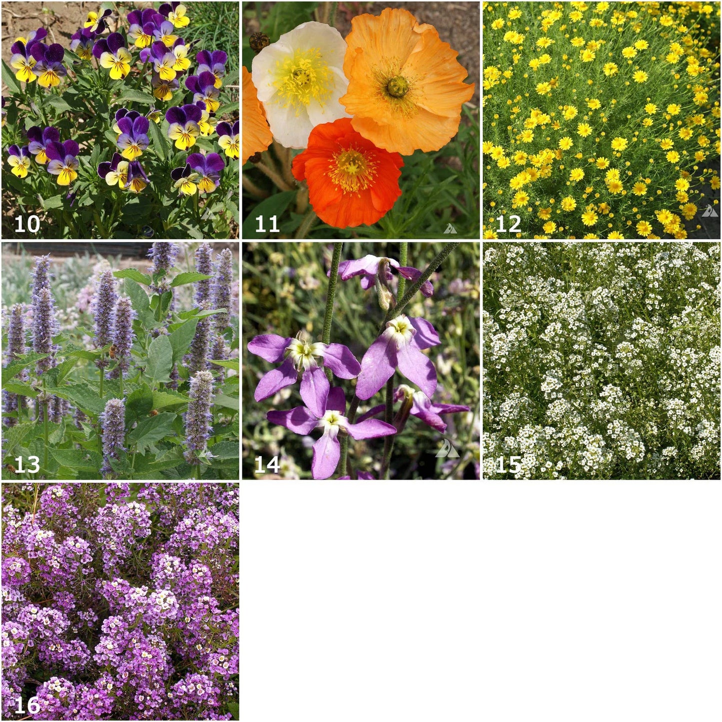 Scatter Garden | Fragrant Flower | Spring