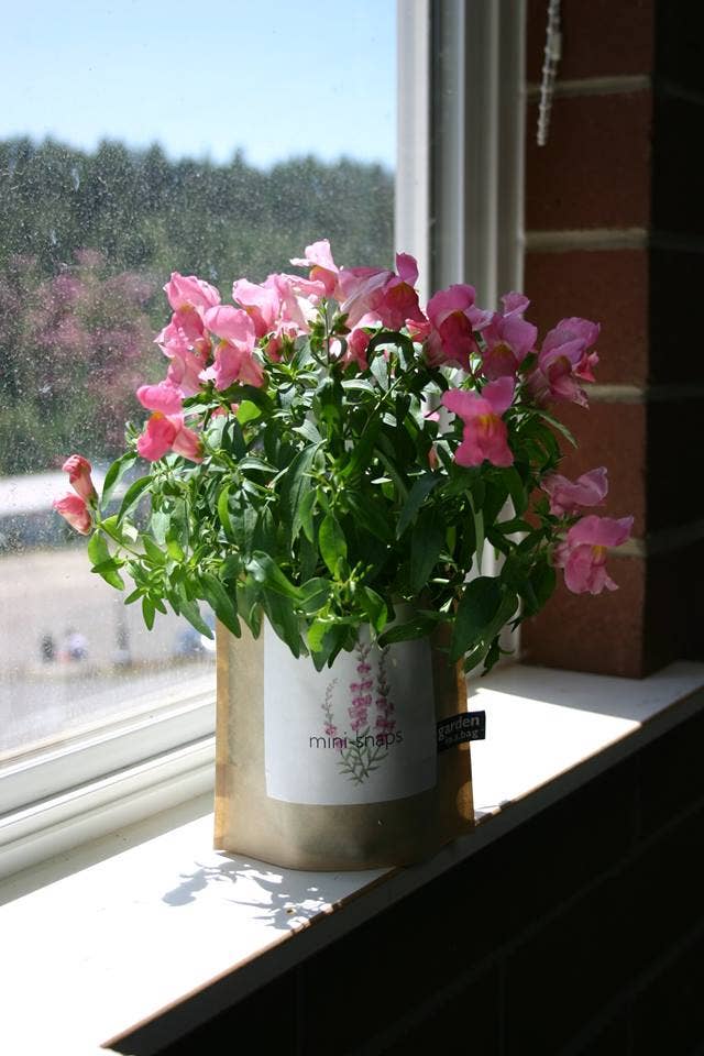 Garden in a Bag | Snapdragon | Flower Lover | Best Seller