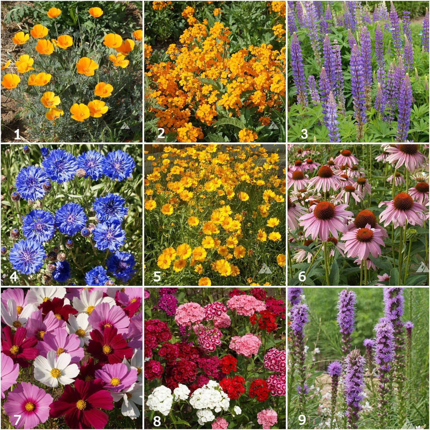 Scatter Garden | Butterfly Habitat | Best Seller | Spring