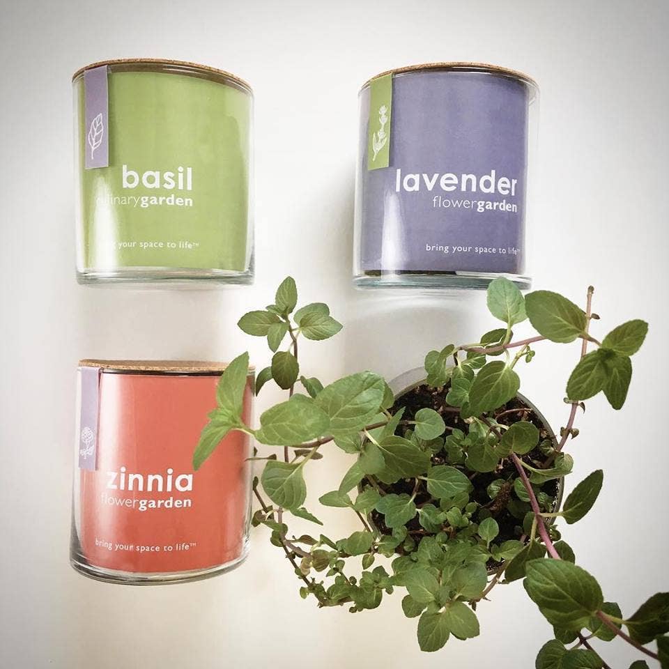 POTTING SHED Essential | Zinnia Flower Garden