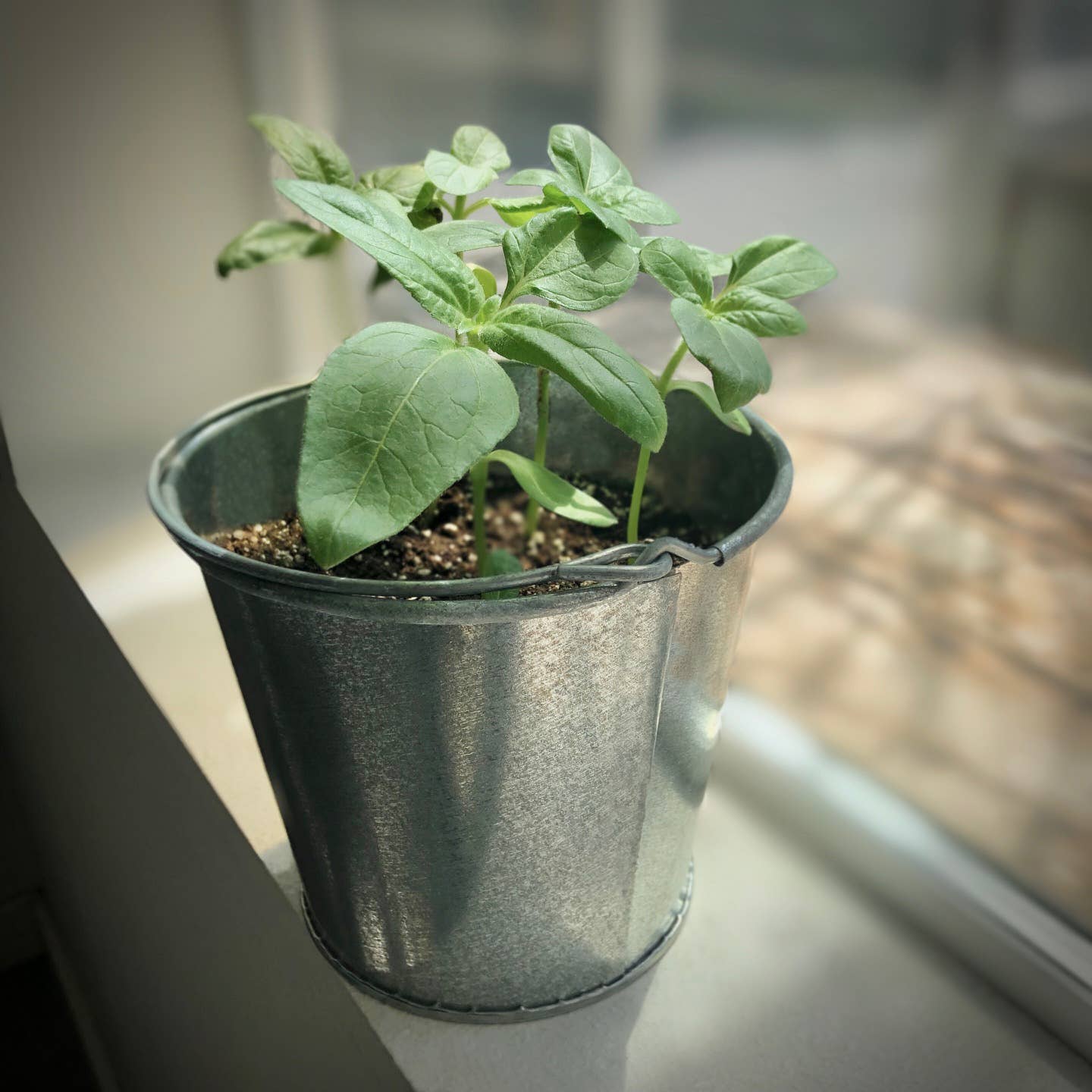 Garden in a Pail | Sunflower lover | Container garden