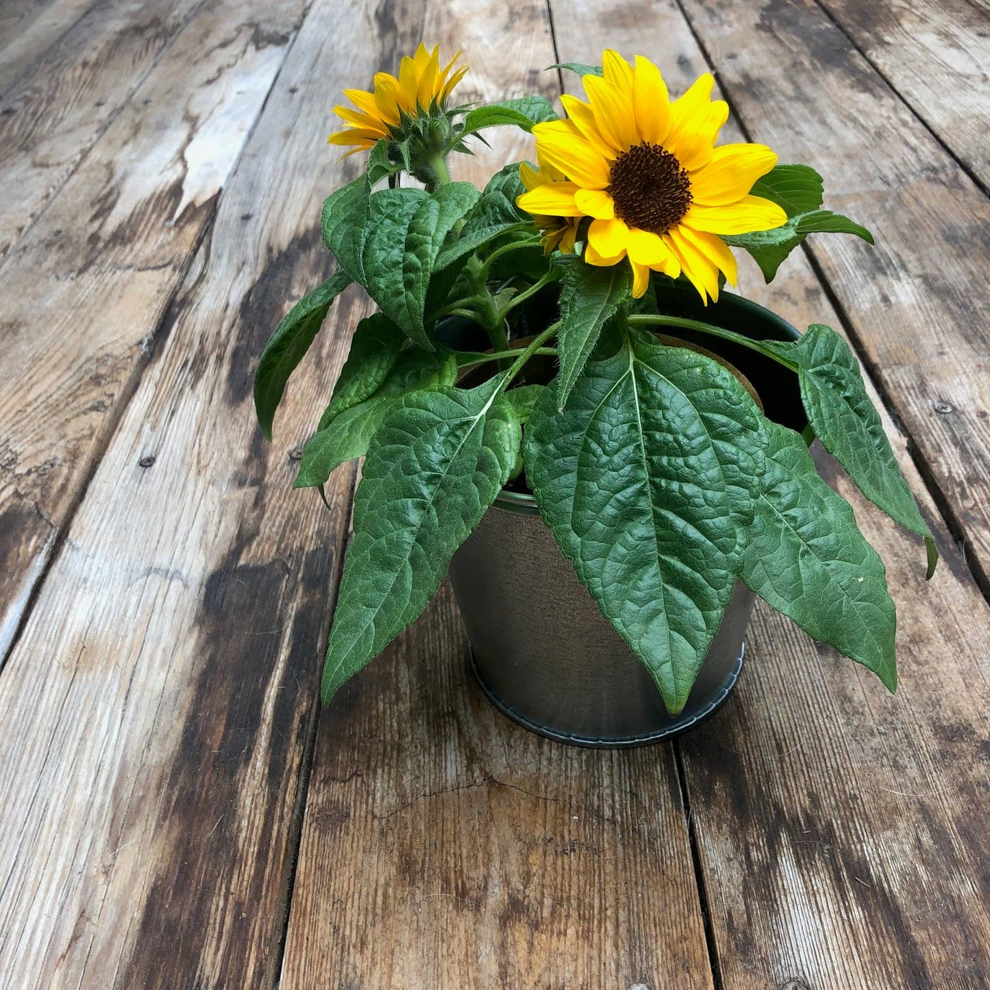 Garden in a Pail | Sunflower lover | Container garden