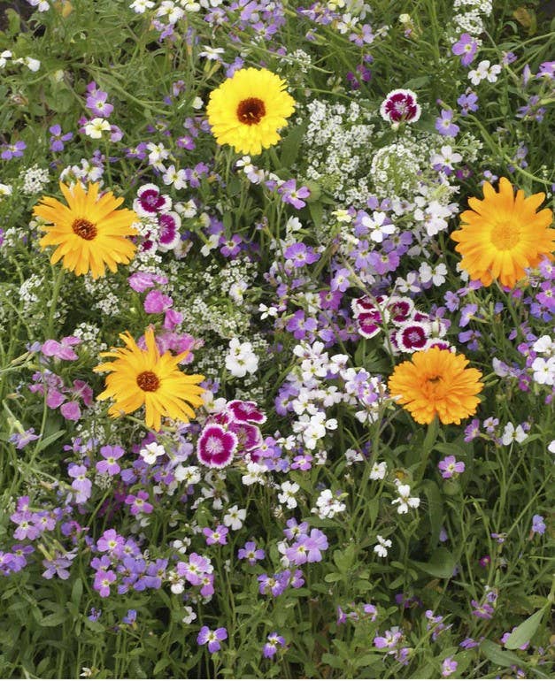 Scatter Garden | Fragrant Flower | Spring