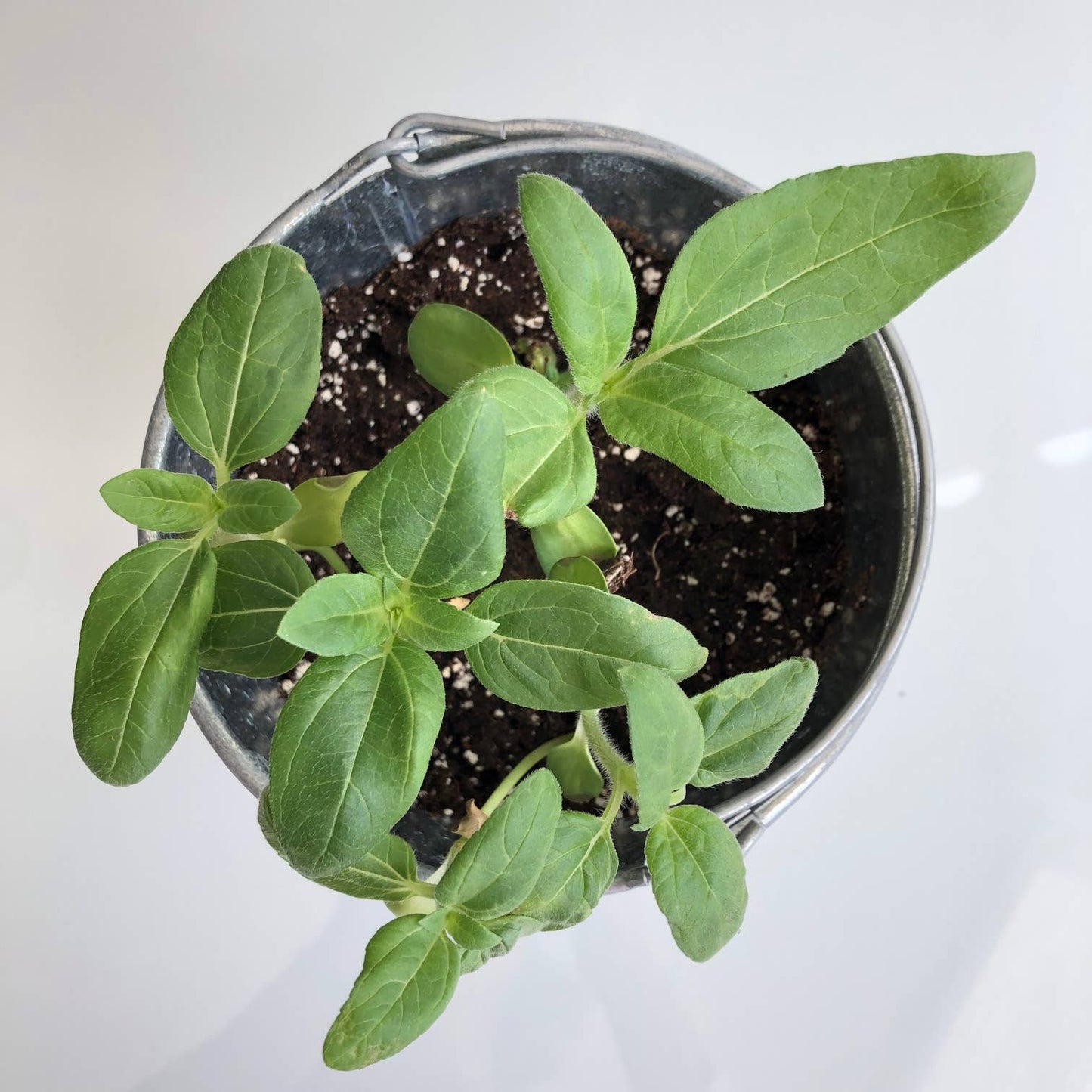 Garden in a Pail | Sunflower lover | Container garden