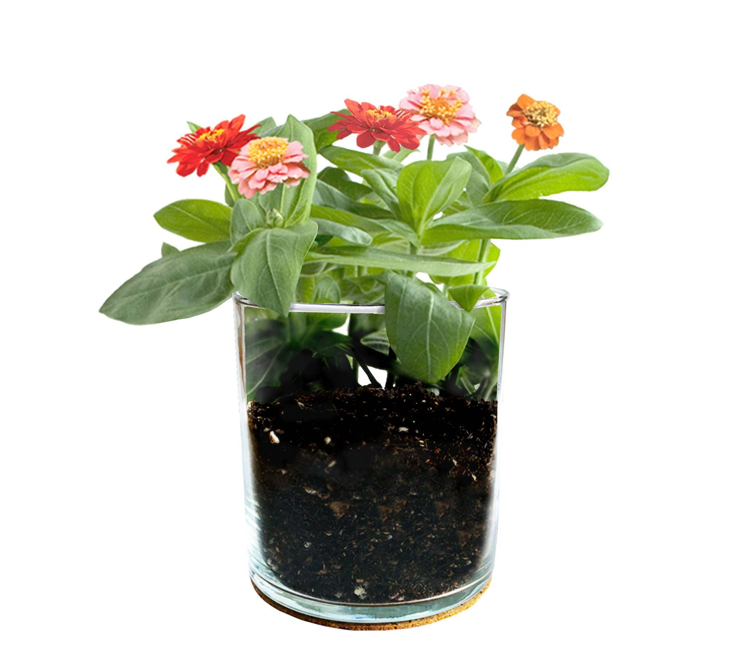 Essential | Zinnia Flower Garden