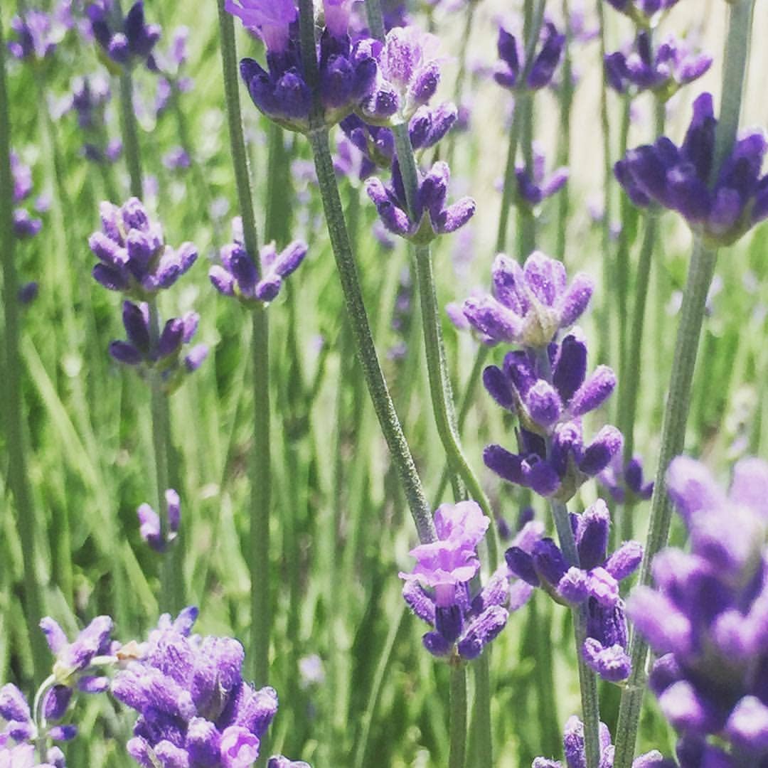 Garden in a Pail | Lavender