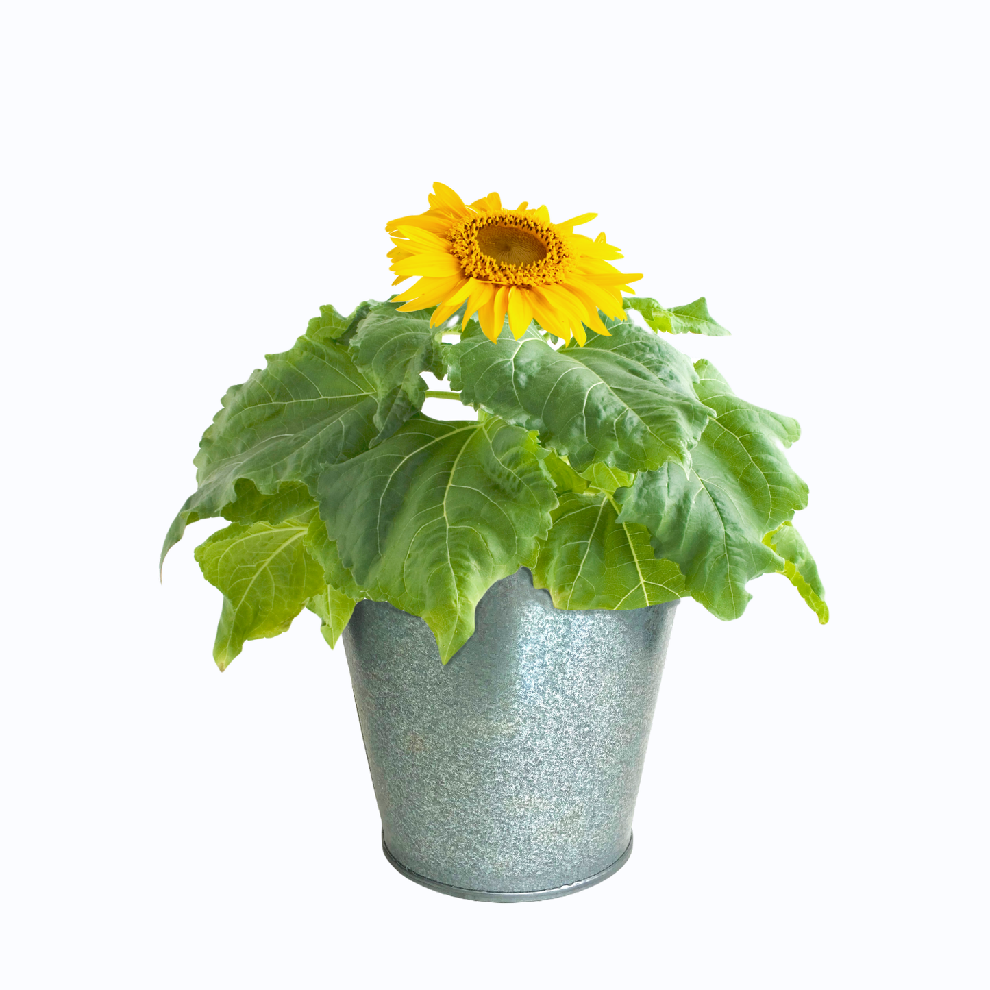 Garden in a Pail | Sunflower lover | Container garden