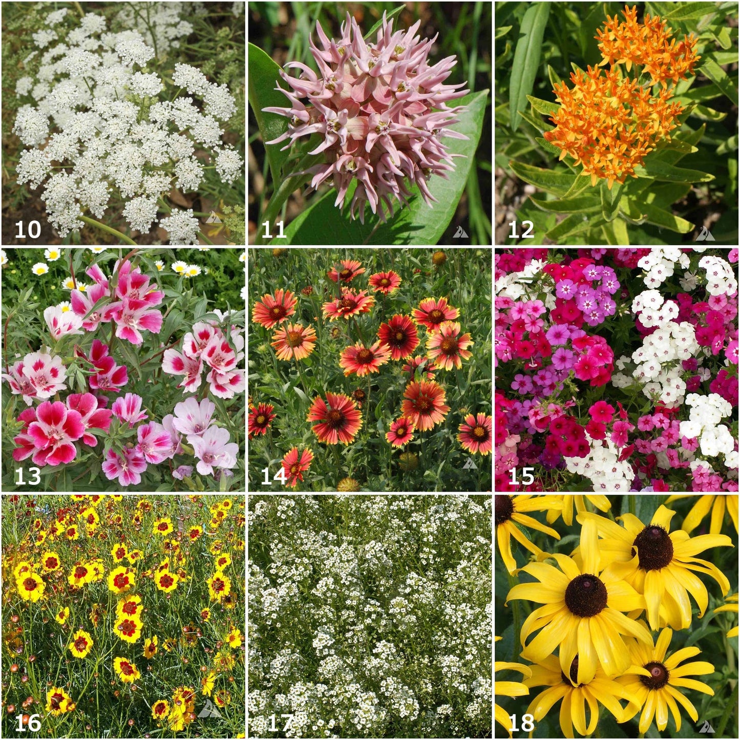 Scatter Garden | Butterfly Habitat | Best Seller | Spring