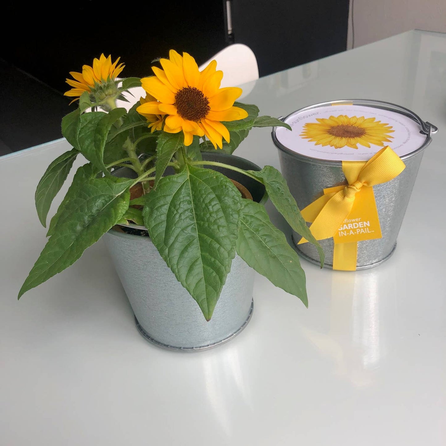 Garden in a Pail | Sunflower lover | Container garden