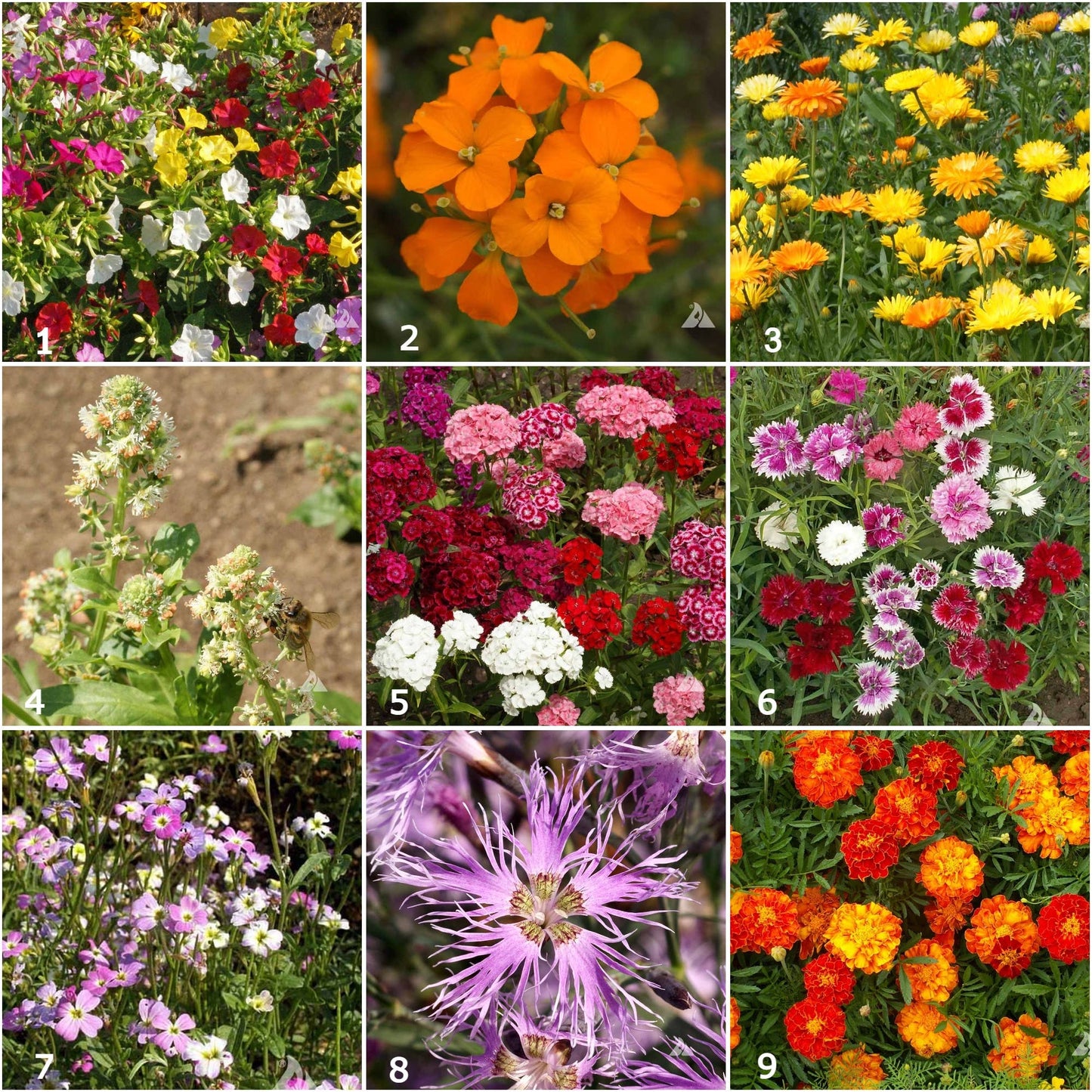 Scatter Garden | Fragrant Flower | Spring
