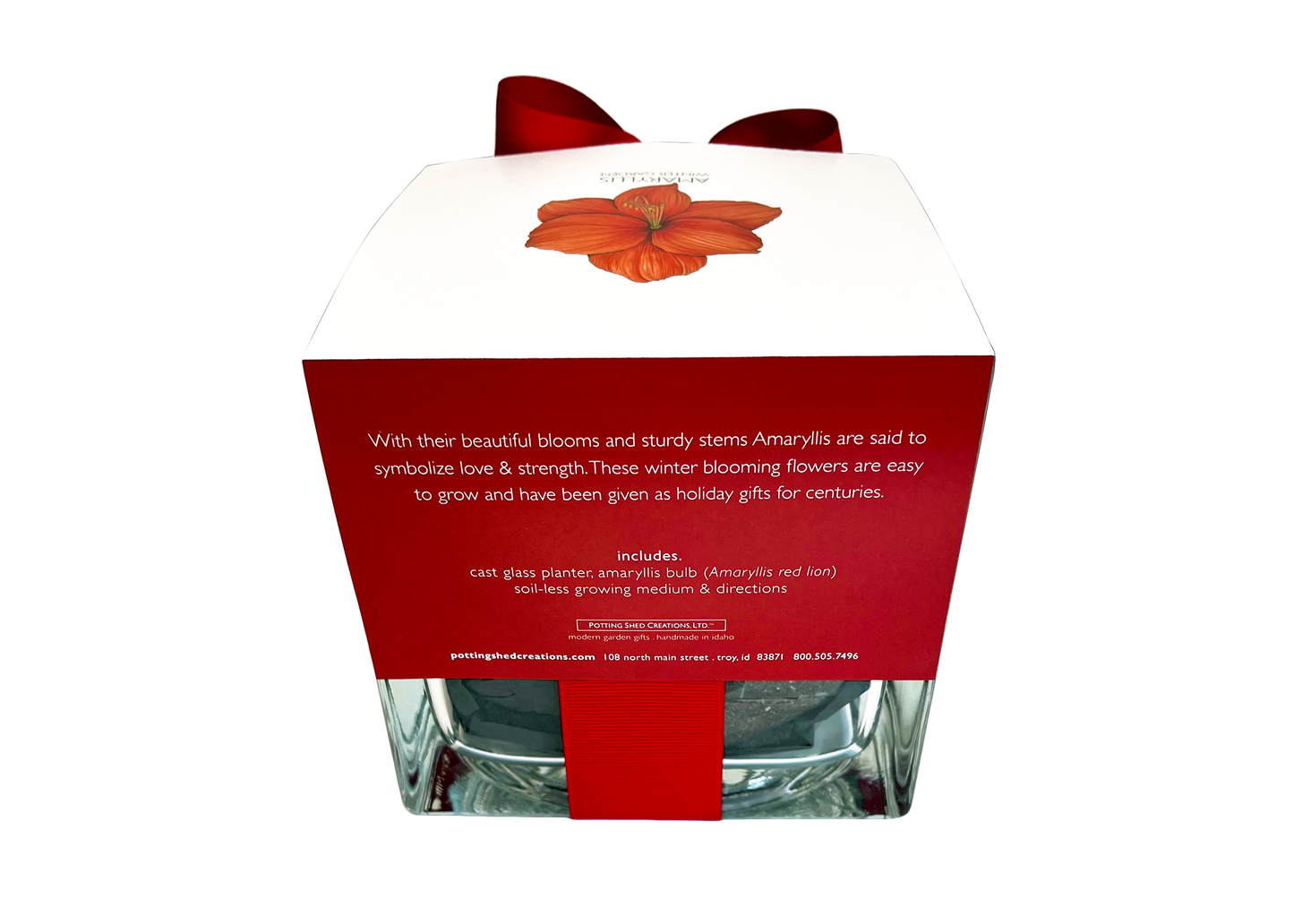 Amaryllis Winter Garden | Christmas Gift | Best Seller