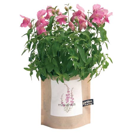 POTTING SHED Garden in a Bag | Snapdragon | Flower Lover | Best Seller