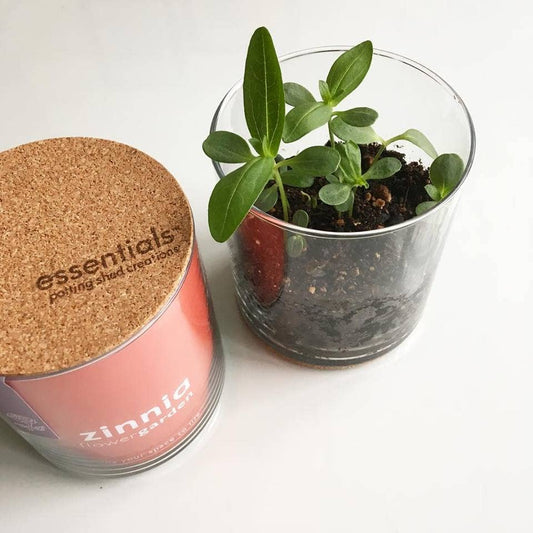 POTTING SHED Essential | Zinnia Flower Garden