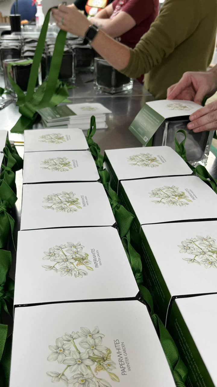 Amaryllis Winter Garden | Christmas Gift | Best Seller