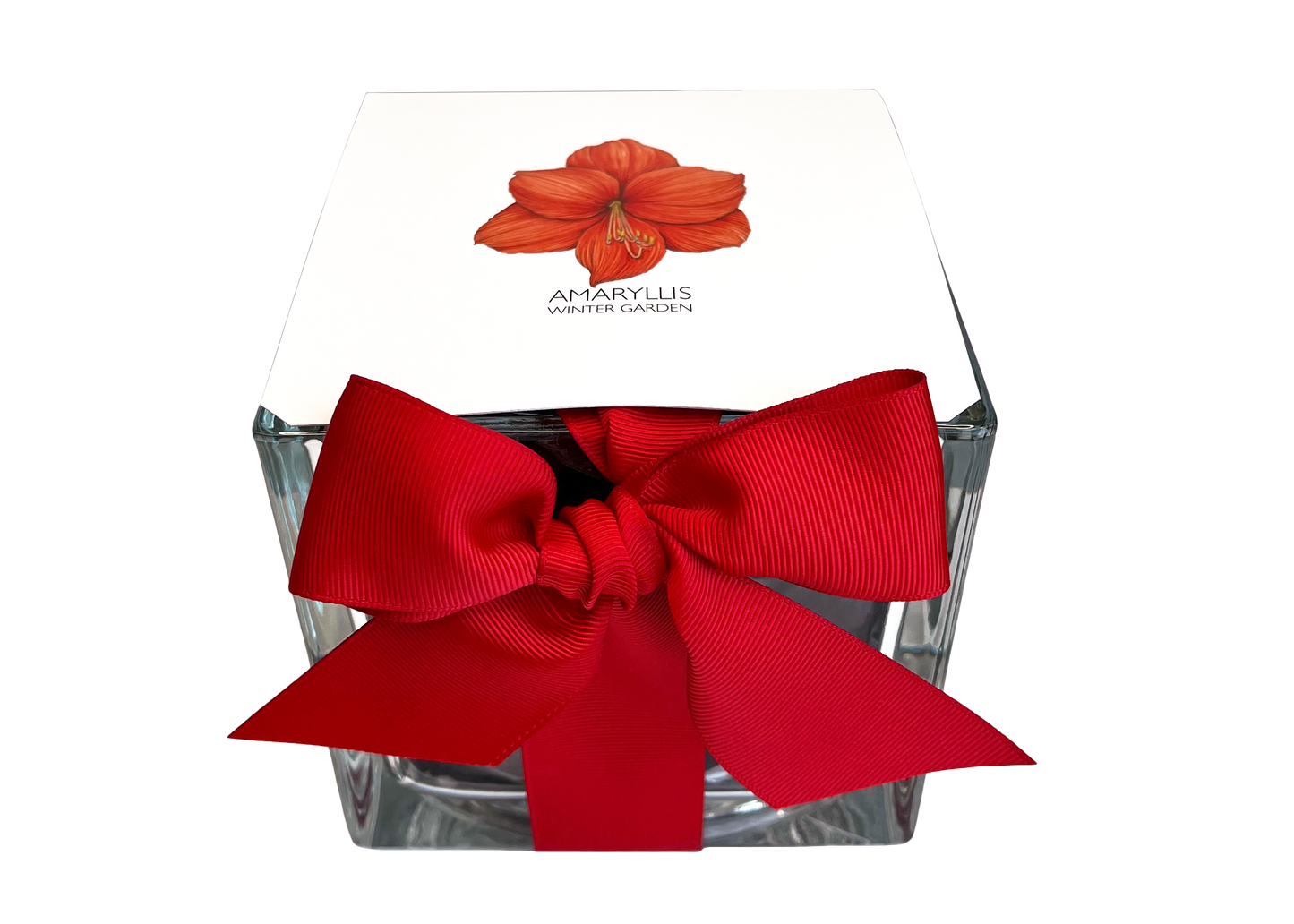 Amaryllis Winter Garden | Christmas Gift | Best Seller