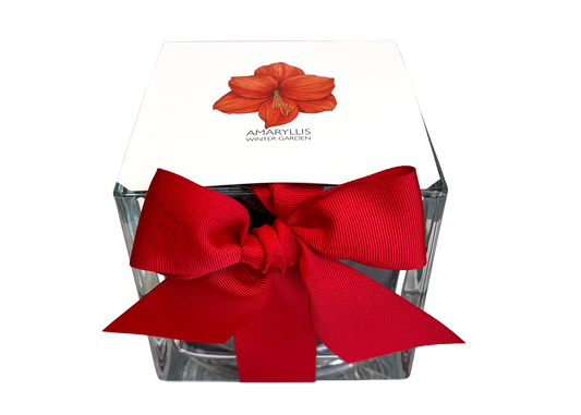 Amaryllis Winter Garden | Christmas Gift | Best Seller