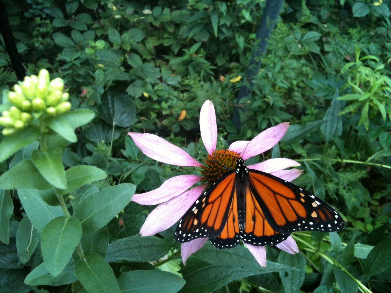 Scatter Garden | Butterfly Habitat | Best Seller | Spring