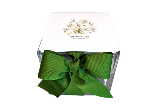 Paperwhites Winter Garden | Fall & Christmas | Best Seller