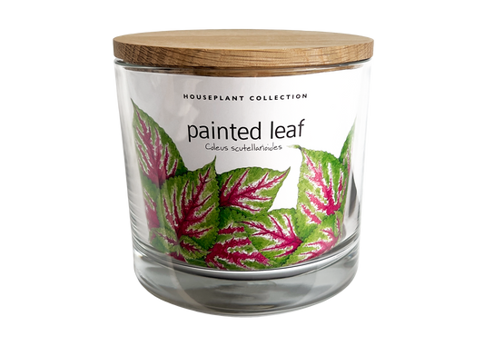 Houseplant Collection | Painted Leaf | Coleus | Best Seller